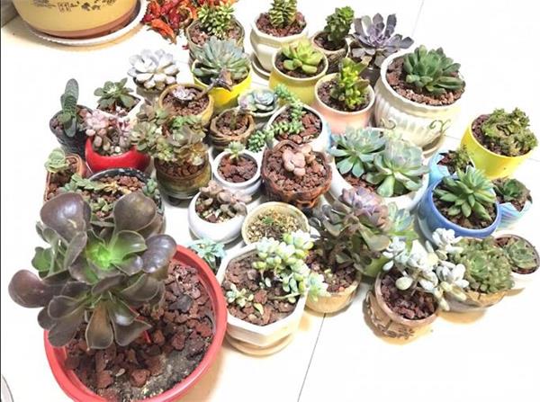 彭女士說(shuō)用了腐植酸家里花卉植物盆栽長(zhǎng)勢(shì)都很好